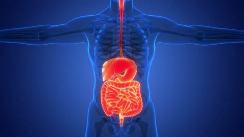 Human Digestive System Anatomy Video stock 250441257