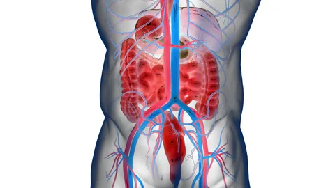 Human Digestive System Anatomy Stock Footage 250442247