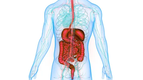 Human Digestive System Anatomy Stock Footage 250442740