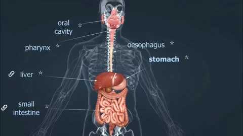 Human digestive system anatomy Stock Footage 270477352