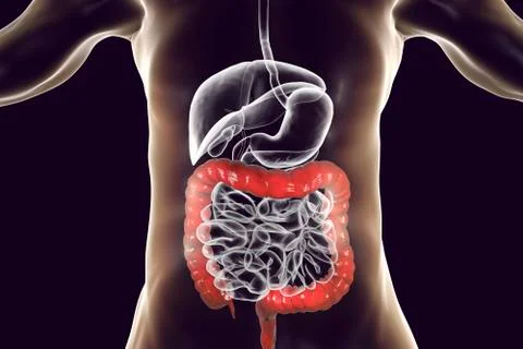 Human digestive system anatomy with highlighted large intestine Stock Illustration