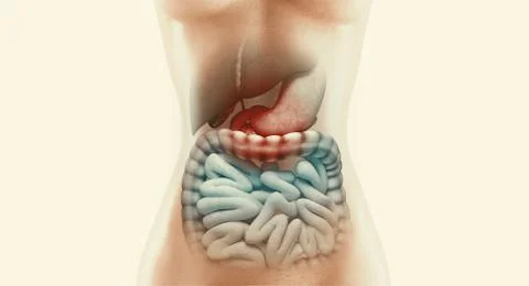 Human digestive system anatomy with highlighted intestine, 3D rendering Stock Illustration
