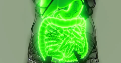 Human digestive system anatomy illustrated in bright green glow Stock Footage 323953874