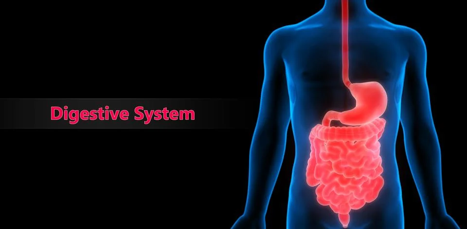 Human Digestive System Anatomy 스톡 일러스트