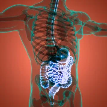 Human Digestive System Anatomy Stock Illustration