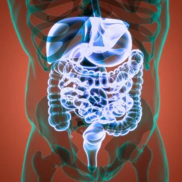 Human Digestive System Anatomy 스톡 일러스트