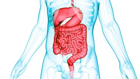 Human Digestive System Anatomy イラスト素材
