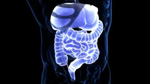 Human Digestive System Anatomy Stock Illustration