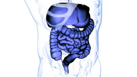 Human Digestive System Anatomy 스톡 일러스트