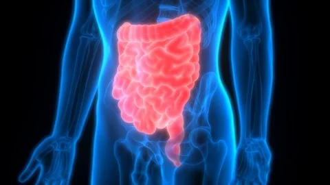 Human Digestive System Anatomy (Large and Small Intestine) Stock Footage 70499685