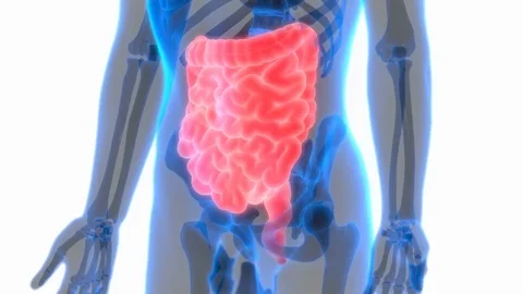 Human Digestive System Anatomy (Large and Small Intestine) 库存影片 70500304