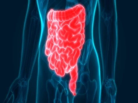 Human Digestive System Anatomy (Large and Small Intestine) Stock-Footage 74650051