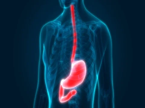 Human Digestive System Anatomy (Stomach) Stock Footage 74649961