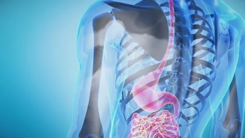Human Digestive System Anatomy of Transparent Body Rotation. Gut, Stomach. Video stock 200902724