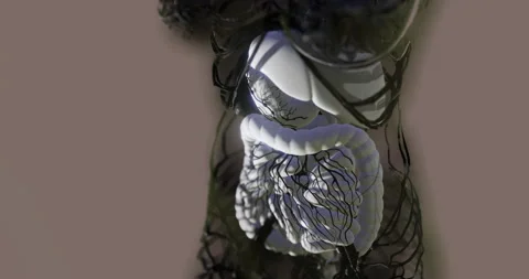 Human digestive system anatomy with visible internal structures Stock Footage 323698863