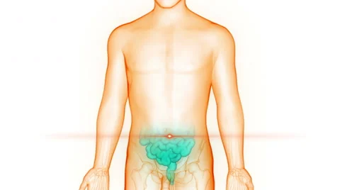Human Digestive System Anatomy in x-ray scan Video stock 65781259