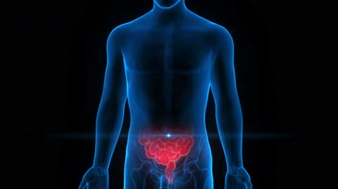 Human Digestive System Anatomy in x-ray scan Stock Footage 65781264