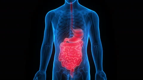 Human Digestive System Anatomy in x-ray scan Video stock 65781271