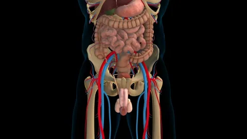 Human digestive system and internal organs anatomy for medical concept 3D r.. 스톡 동영상 307678048