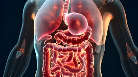 Human digestive system and internal organs highlighted in a medical illustration Stock Footage 319078376