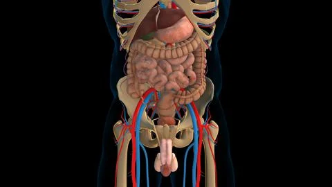 Human digestive system and internal organs anatomy for medical concept 3D r.. Stock Illustration
