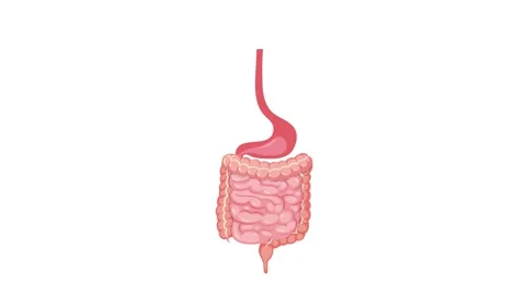 Human Digestive System Animation with Detailed Anatomy Labels 스톡 동영상 306117931