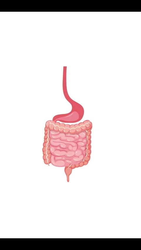 Human Digestive System Animation with Detailed Labels 스톡 동영상 306195089