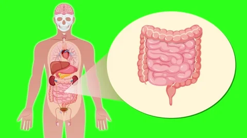 Human Digestive System Animation Highlighting Intestines on Green Screen Stock Footage 314875839