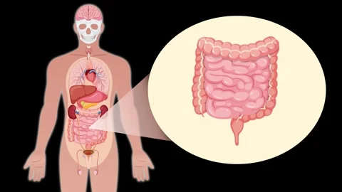 Human Digestive System Animation with Intestine Close-Up Stock Footage 313574497