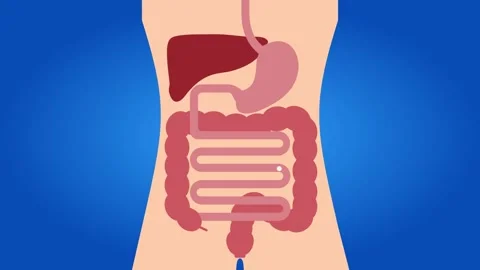 Human Digestive System Animation Showing Stomach and Intestine Anatomy Stock Footage 317144451