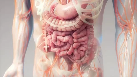 Human digestive system animations | Anim... | Stock Video | Pond5