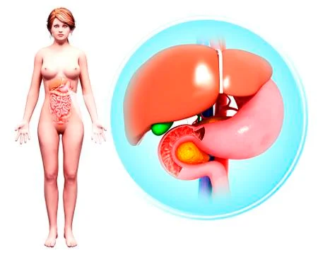 Human digestive system, artwork Stock Illustration