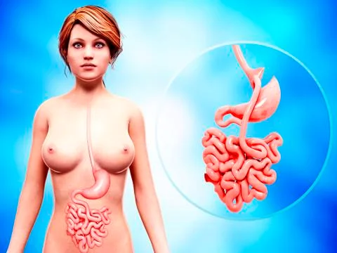 Human digestive system, artwork Stock Illustration