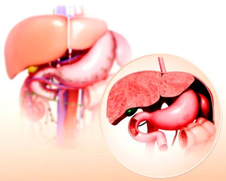 Human digestive system, artwork Stock Illustration