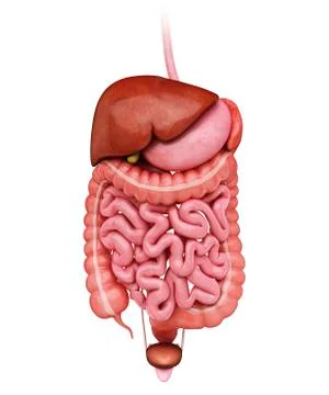 Human digestive system, artwork Stock Illustration