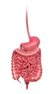 Human digestive system, artwork 스톡 일러스트