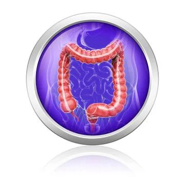 Human digestive system, artwork Illustrazione stock