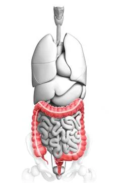 Human digestive system, artwork Stock Illustration