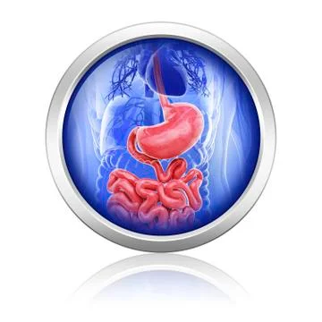 Human digestive system, artwork Stock Illustration