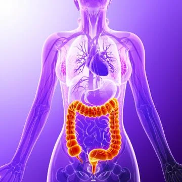 Human digestive system, artwork Stock Illustration
