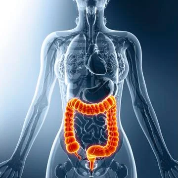 Human digestive system, artwork Stock Illustration