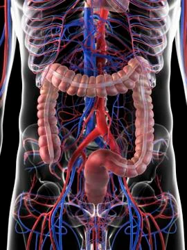 Human digestive system, artwork Stock Illustration