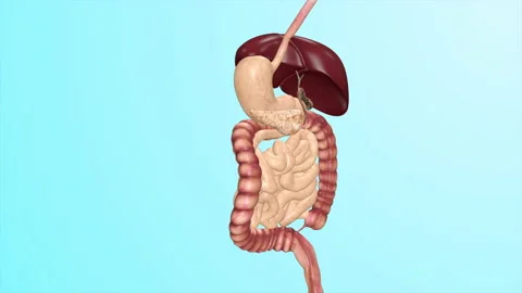 Human Digestive System Close Up Medical Analysis Education Stock-Footage 137793835