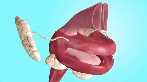 Human Digestive System Close Up Medical Analysis Stock-Footage 137794229