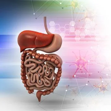 Human digestive system with color background Stock Illustration