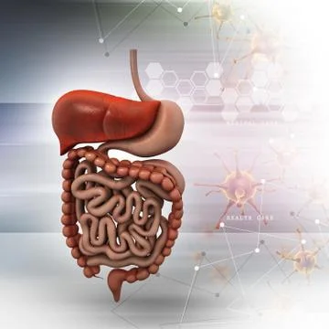 Human digestive system with color background Stock Illustration