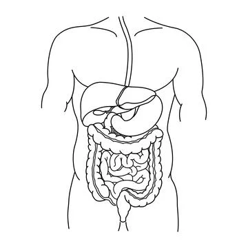 Human Digestive System for Coloring. Anatomy of the Intestine, Stomach, and.. Stock Illustration