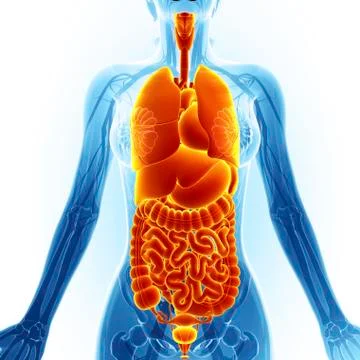 Human digestive system, computer artwork. イラスト素材