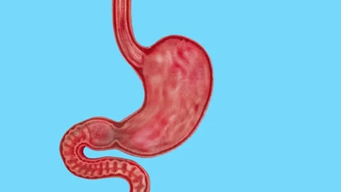 Human digestive system. The concept of diseases in the human stomach 스톡 동영상 299734879