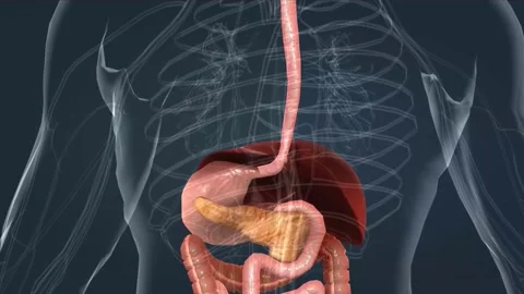 The human digestive system consists of t... | Stock Video | Pond5